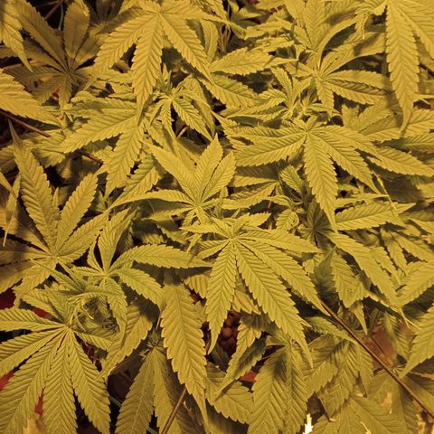 B - 🦍glue #4 growlog timeline photo