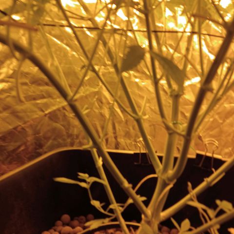 C - 🦍glue #4 growlog timeline photo