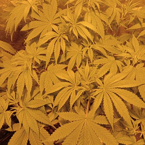 C - 🦍glue #4 growlog timeline photo