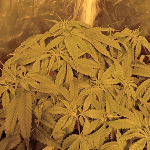 D - 🦍glue #4 growlog timeline photo