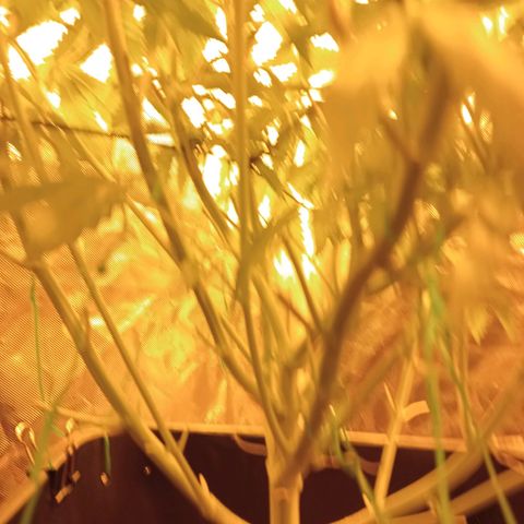 D - 🦍glue #4 growlog timeline photo