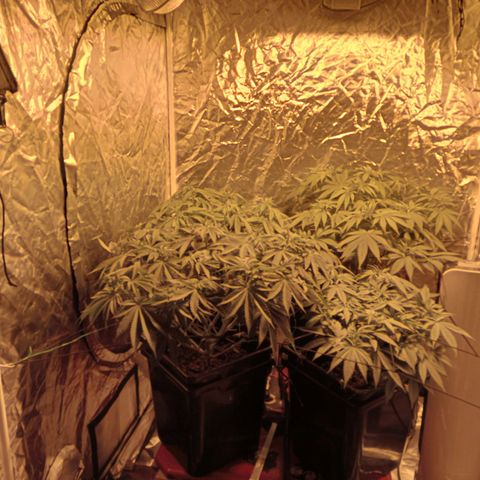 C - 🦍glue #4 growlog timeline photo