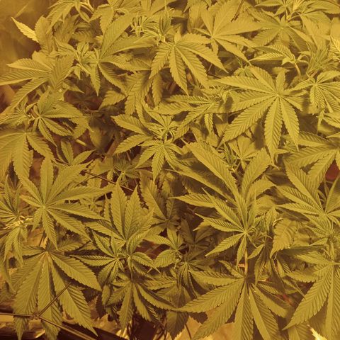 A - 🦍glue #4 growlog timeline photo