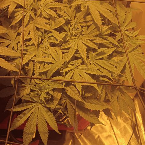 B - 🦍glue #4 growlog timeline photo