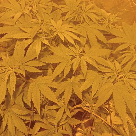 C - 🦍glue #4 growlog timeline photo