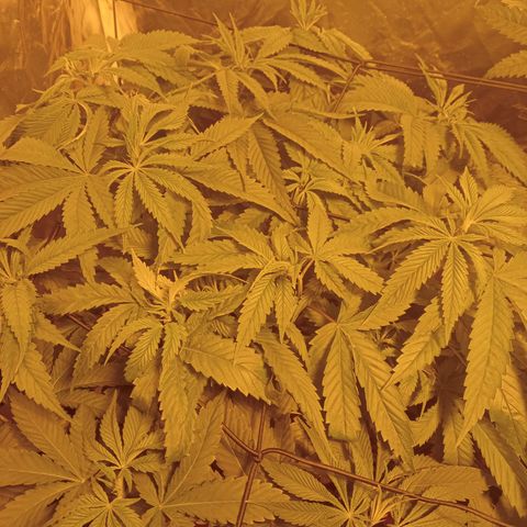 D - 🦍glue #4 growlog timeline photo