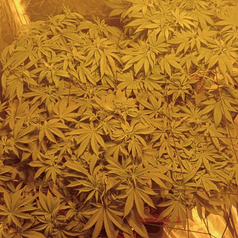 C - 🦍glue #4 growlog timeline photo