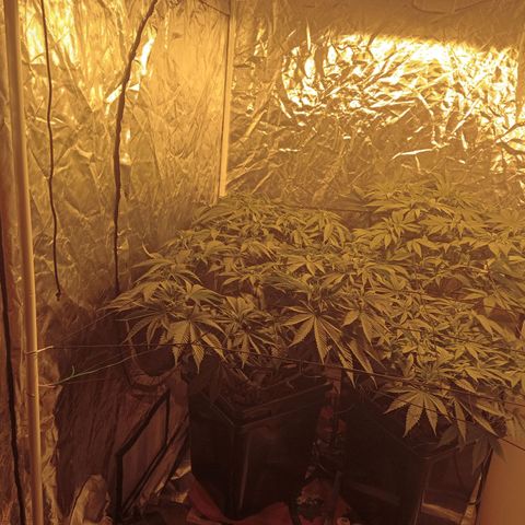 C - 🦍glue #4 growlog timeline photo