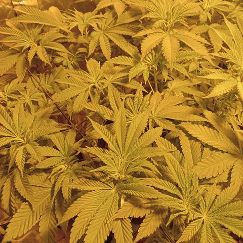 A - 🦍glue #4 growlog timeline photo