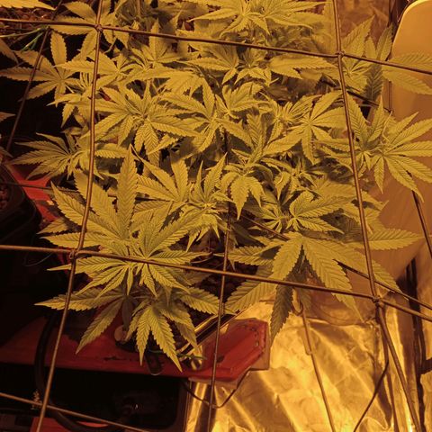B - 🦍glue #4 growlog timeline photo