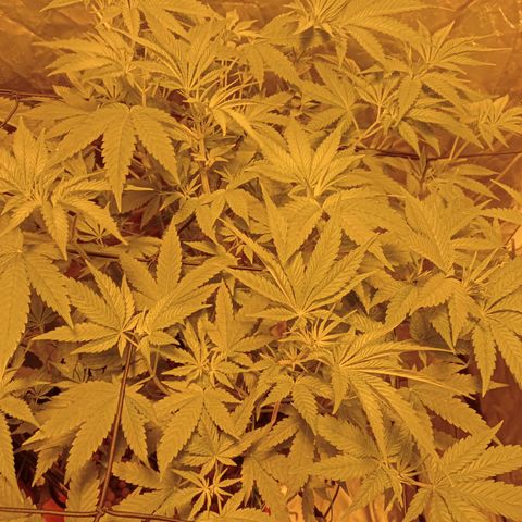 C - 🦍glue #4 growlog timeline photo