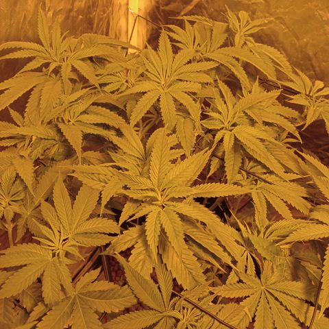 D - 🦍glue #4 growlog timeline photo