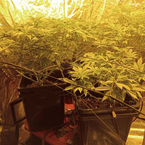 C - 🦍glue #4 growlog timeline photo