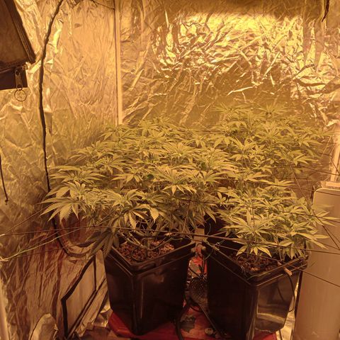 C - 🦍glue #4 growlog timeline photo