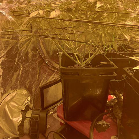A - 🦍glue #4 growlog timeline photo