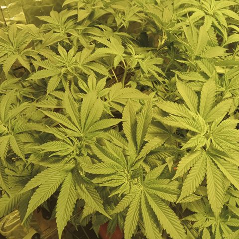 A - 🦍glue #4 growlog timeline photo