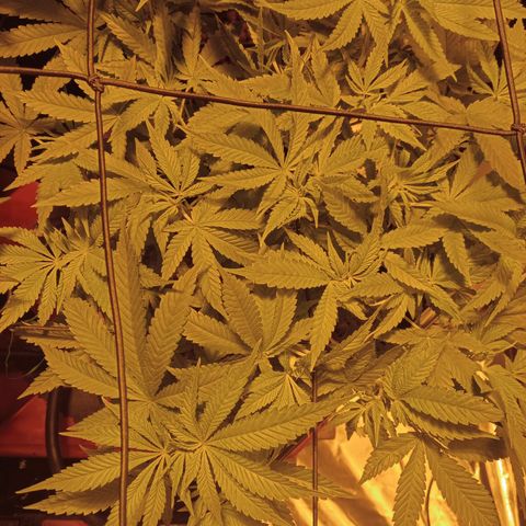 B - 🦍glue #4 growlog timeline photo