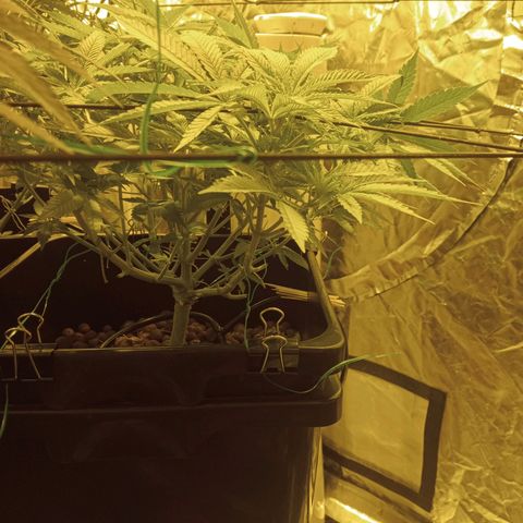 B - 🦍glue #4 growlog timeline photo