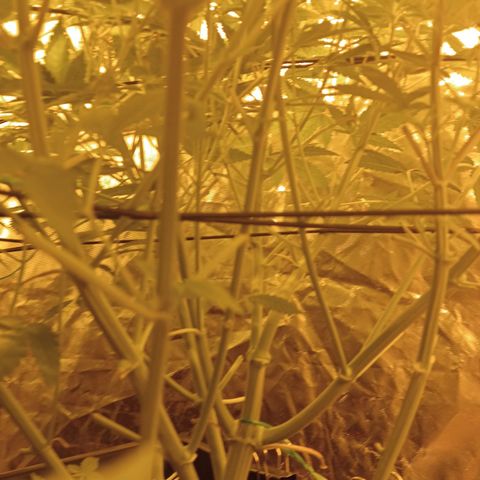 C - 🦍glue #4 growlog timeline photo