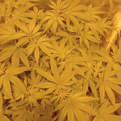 C - 🦍glue #4 growlog timeline photo