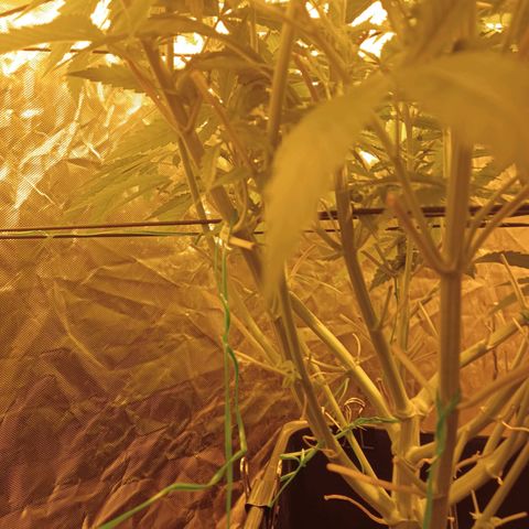D - 🦍glue #4 growlog timeline photo