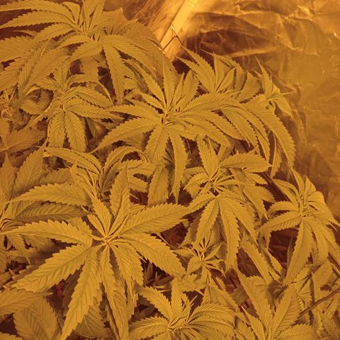 D - 🦍glue #4 growlog timeline photo