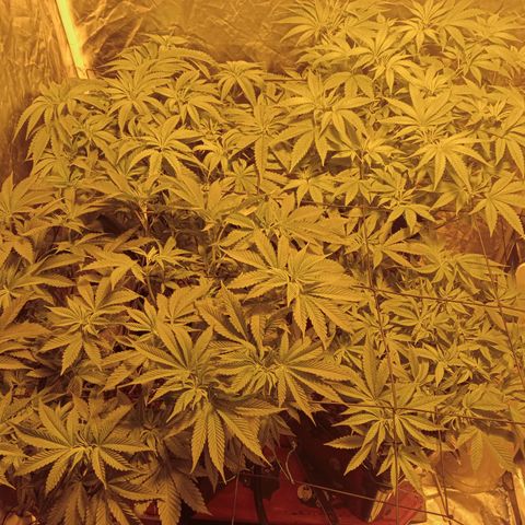 C - 🦍glue #4 growlog timeline photo