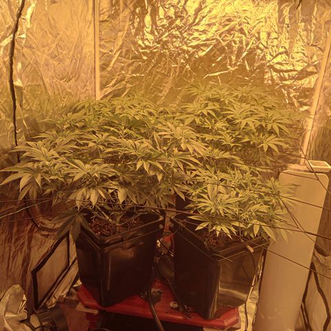 C - 🦍glue #4 growlog timeline photo