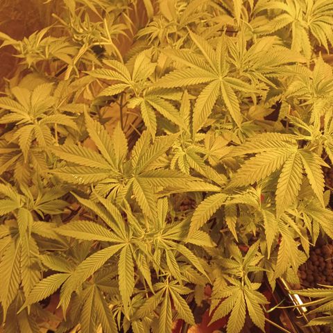 A - 🦍glue #4 growlog timeline photo