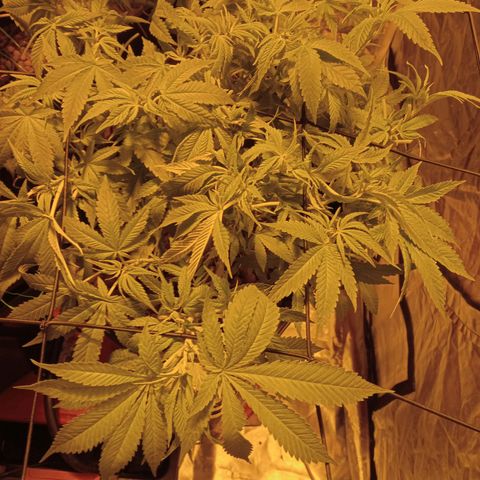 B - 🦍glue #4 growlog timeline photo