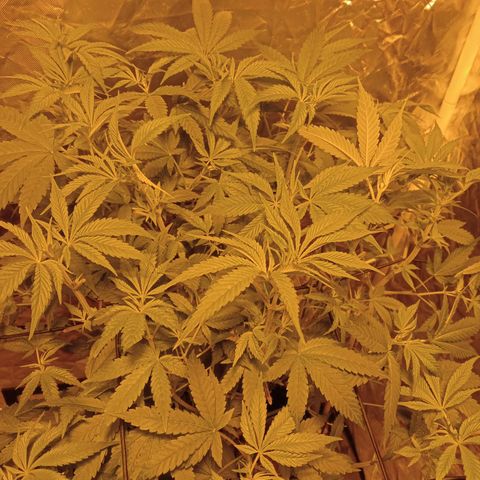 C - 🦍glue #4 growlog timeline photo