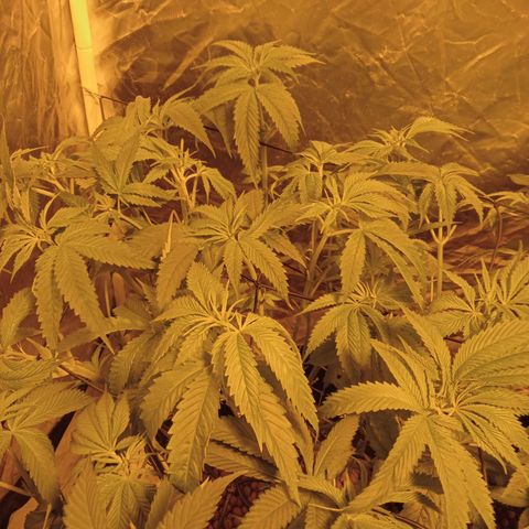 D - 🦍glue #4 growlog timeline photo