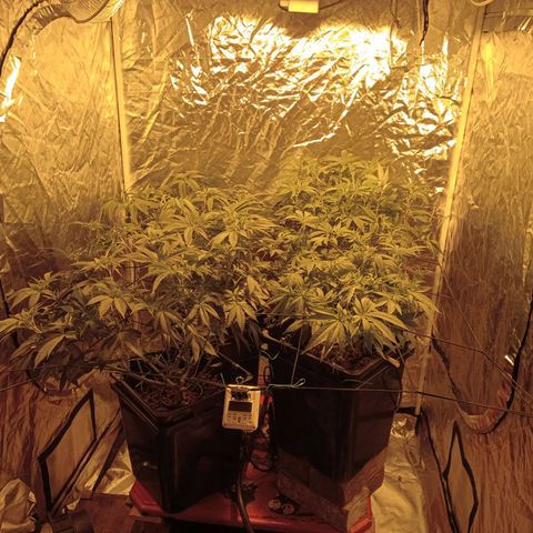 C - 🦍glue #4 growlog timeline photo