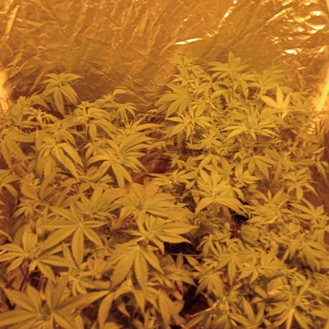 C - 🦍glue #4 growlog timeline photo