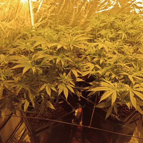 C - 🦍glue #4 growlog timeline photo