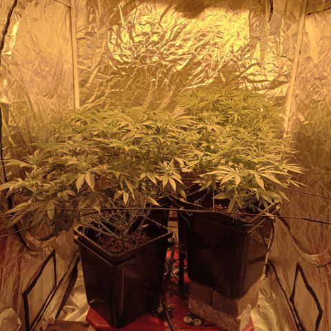 C - 🦍glue #4 growlog timeline photo