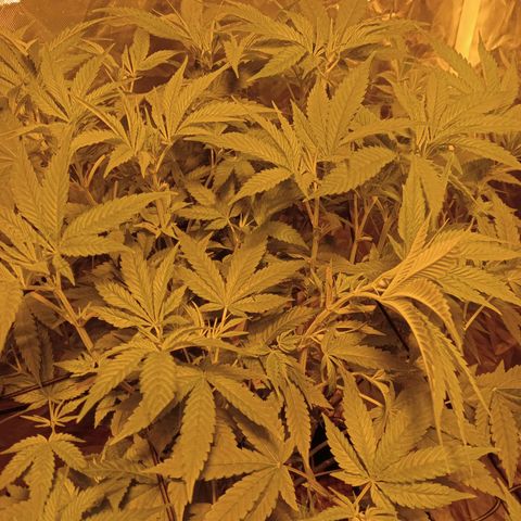 C - 🦍glue #4 growlog timeline photo