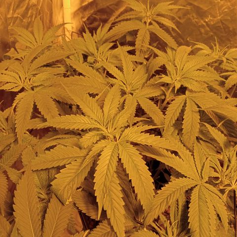 D - 🦍glue #4 growlog timeline photo