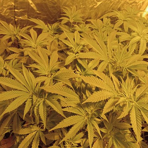 A - 🦍glue #4 growlog timeline photo