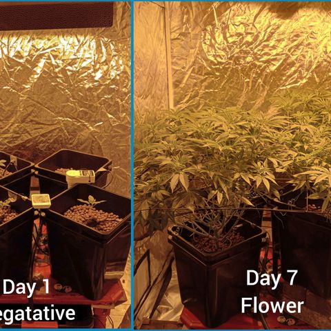 C - 🦍glue #4 growlog timeline photo