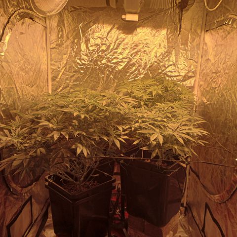 C - 🦍glue #4 growlog timeline photo