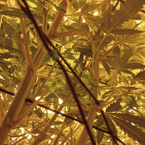 C - 🦍glue #4 growlog timeline photo