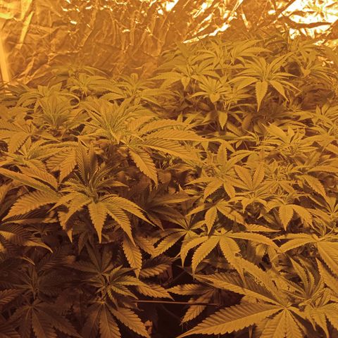 C - 🦍glue #4 growlog timeline photo