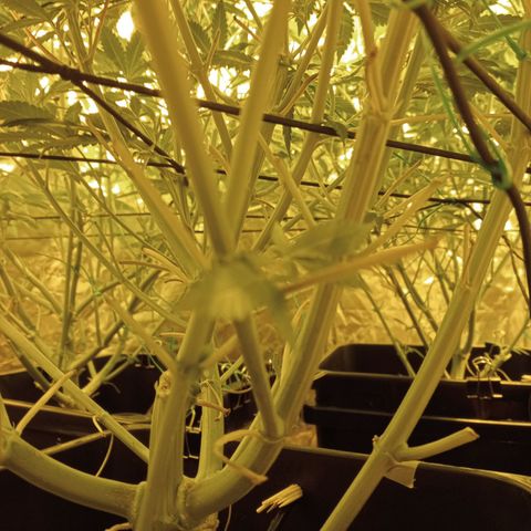 C - 🦍glue #4 growlog timeline photo