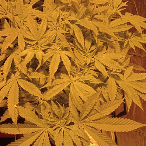 B - 🦍glue #4 growlog timeline photo