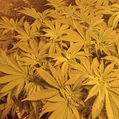 A - 🦍glue #4 growlog timeline photo