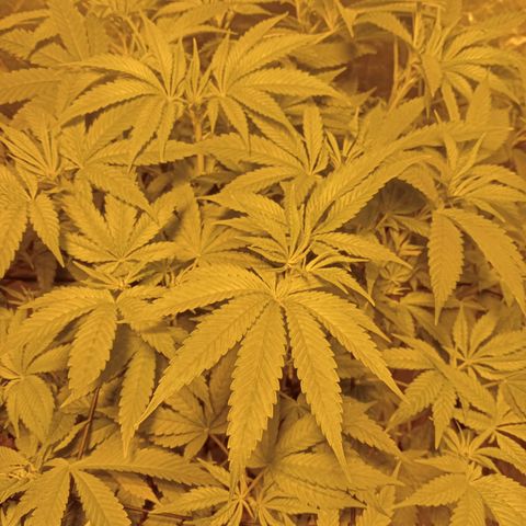 C - 🦍glue #4 growlog timeline photo