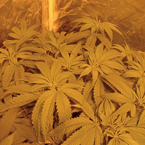 D - 🦍glue #4 growlog timeline photo
