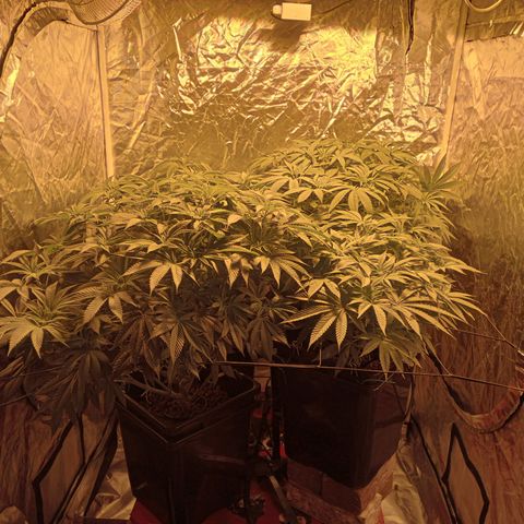 C - 🦍glue #4 growlog timeline photo