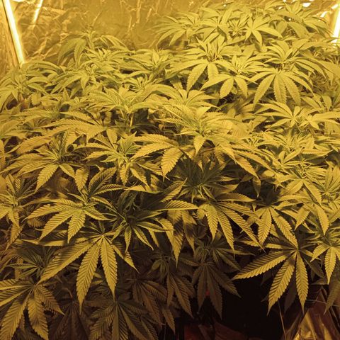 C - 🦍glue #4 growlog timeline photo